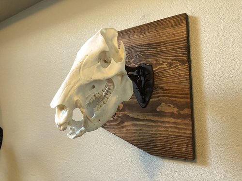 Javelina skull mount