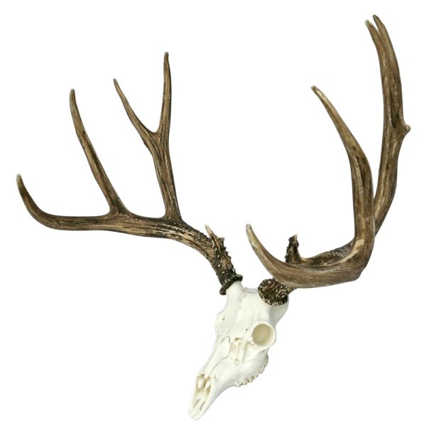 Mule deer skull mount